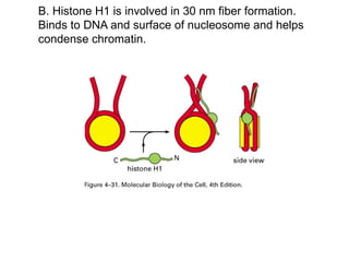 B. Histone H1 is involved in 30 nm fiber formation.
Binds to DNA and surface of nucleosome and helps
condense chromatin.
 