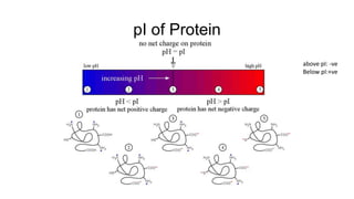Polybuffer Chromatofocusing | PPTX