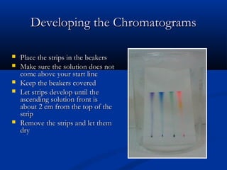 Developing the Chromatograms

   Place the strips in the beakers
   Make sure the solution does not
    come above your start line
   Keep the beakers covered
   Let strips develop until the
    ascending solution front is
    about 2 cm from the top of the
    strip
   Remove the strips and let them
    dry
 