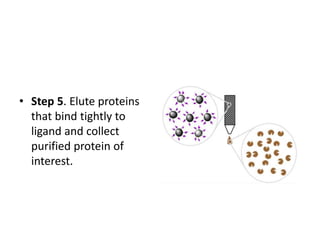 • Step 5. Elute proteins
that bind tightly to
ligand and collect
purified protein of
interest.
 