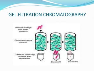 GEL FILTRATION CHROMATOGRAPHY
 