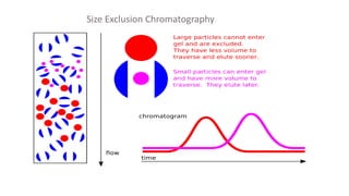 Size Exclusion Chromatography
 