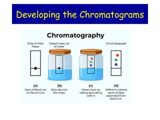 Developing the Chromatograms
 