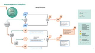 chromatography in downstream processing .pdf