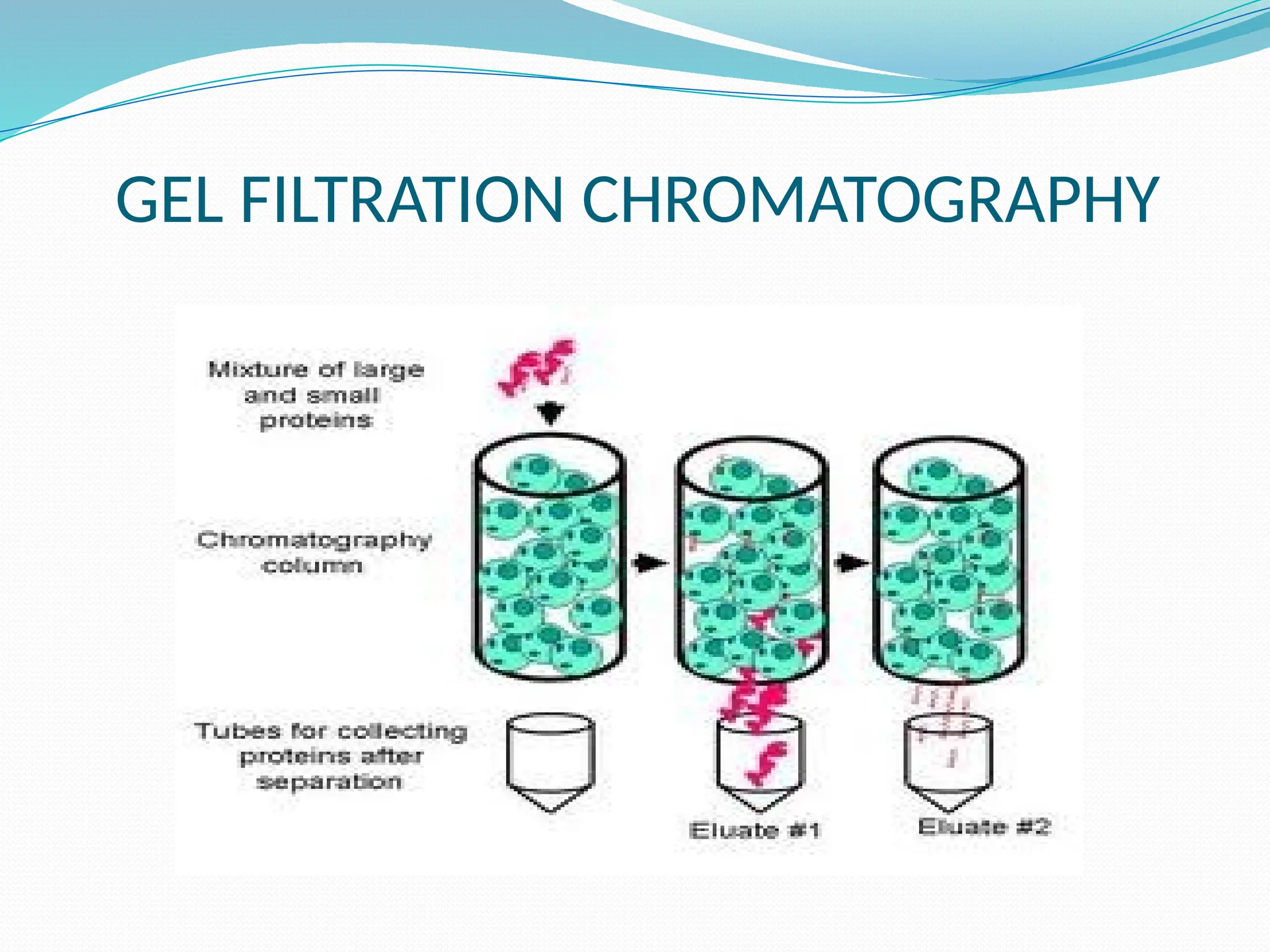 GEL FILTRATION CHROMATOGRAPHY
 