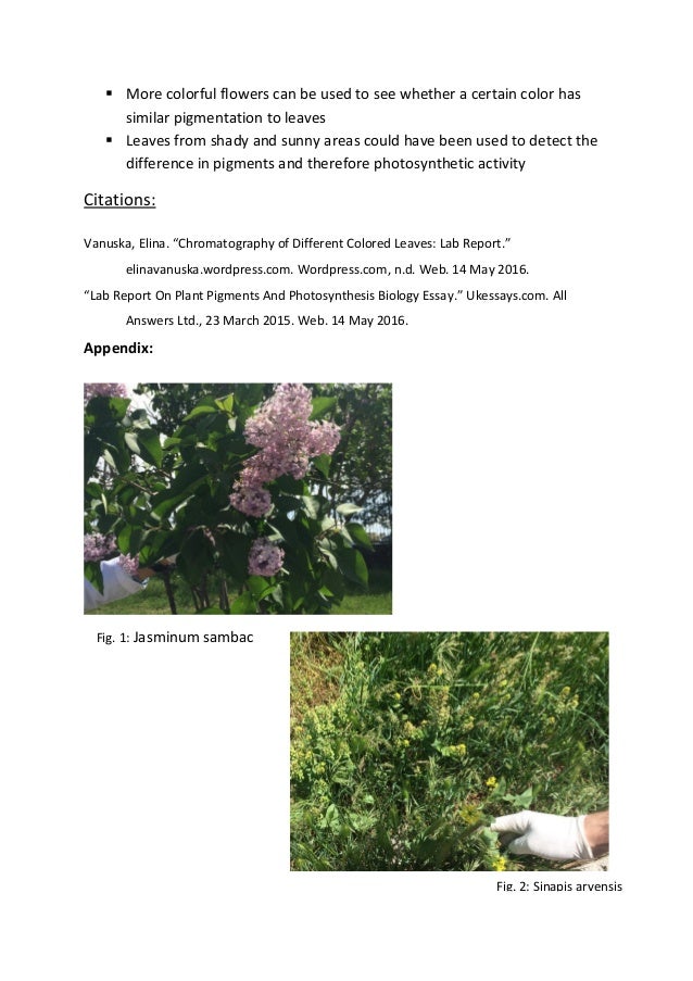 Paragraph about photosynthesis picture