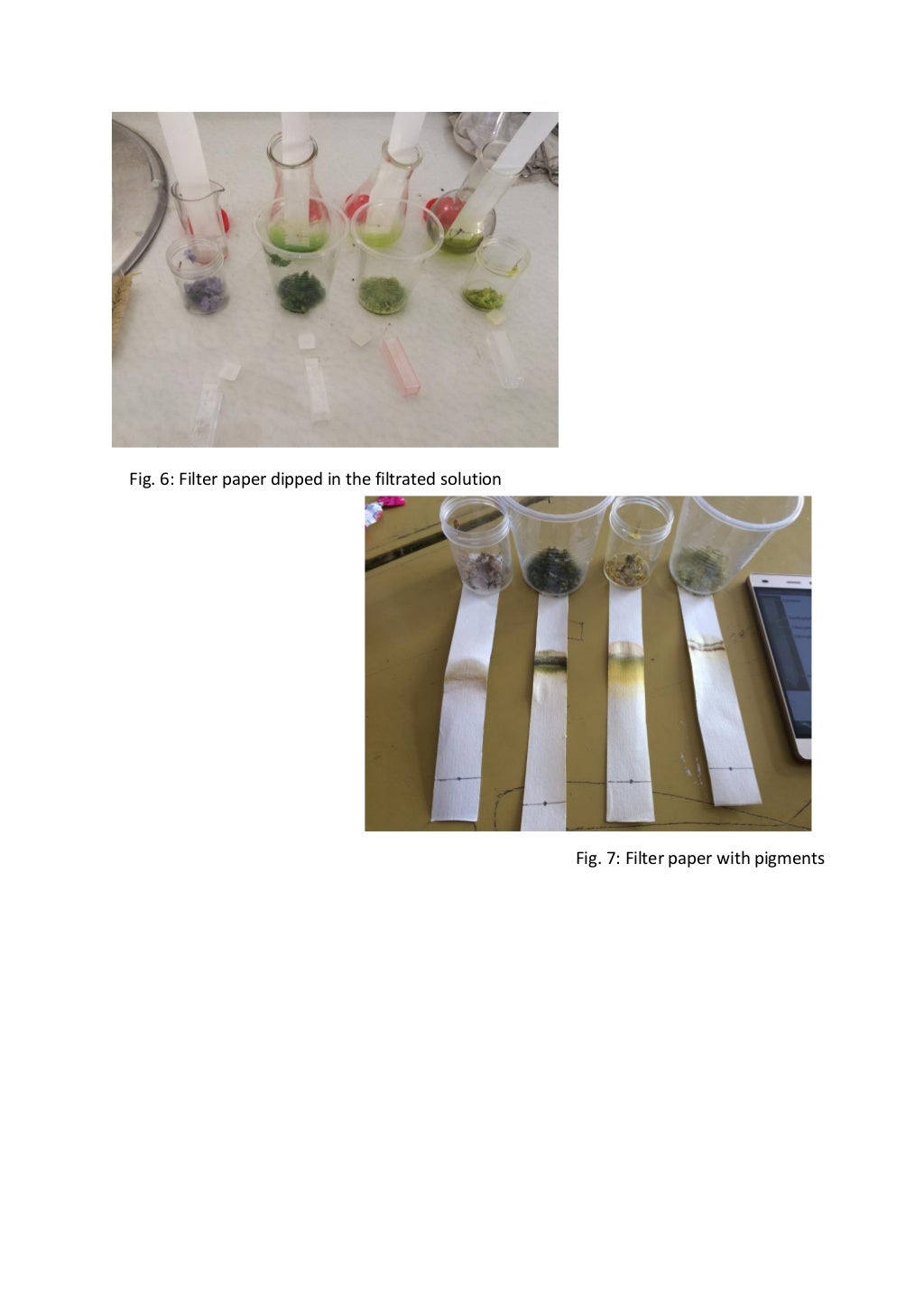 Chromatography lab report biology