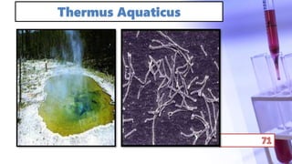 Thermus Aquaticus
 