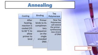 Annealing
Now Taq
Polymerase
will extend
the primer ,
synthesizing
new strand
of DNA
Taq
Polymerase
Primer
binds to its
complimen
tary
sequence
on the
single
stranded
DNA
Binding
After
heating,
reaction is
cooled (55
to 60 °C to
allow
primer to
bind
Cooling
 