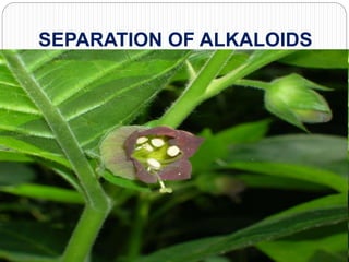 SEPARATION OF ALKALOIDS
 