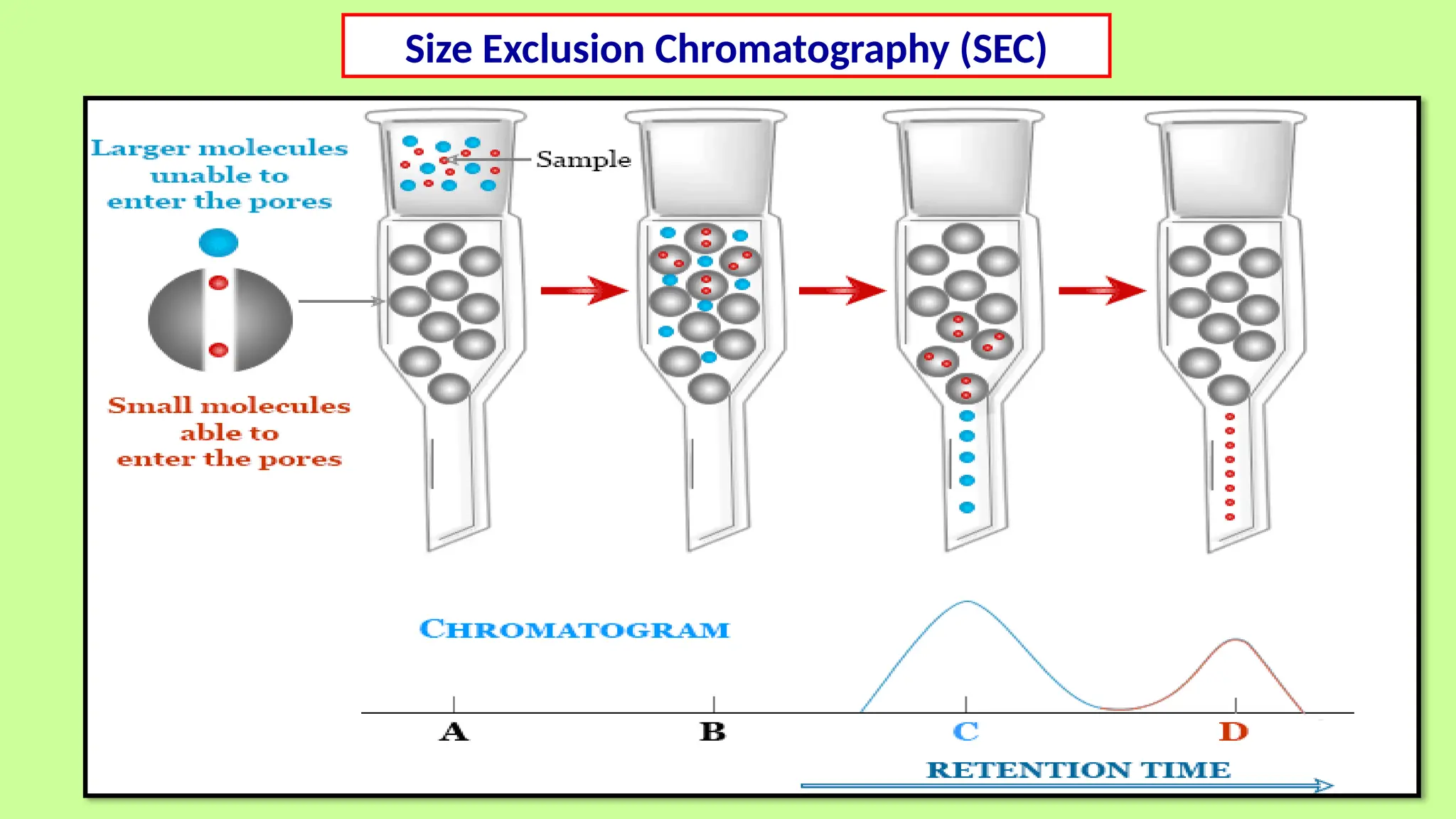Size Exclusion Chromatography (SEC)
 
