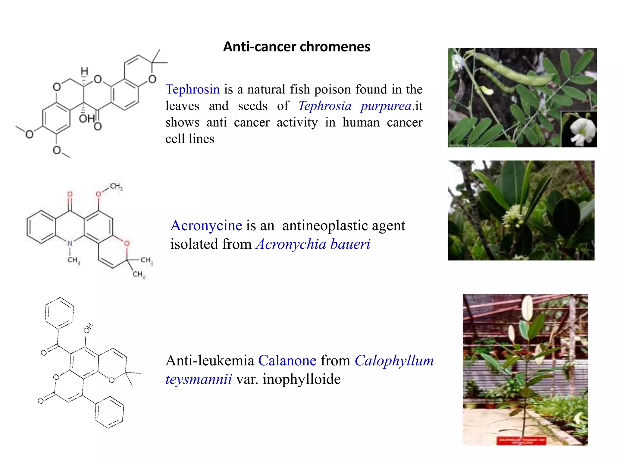 Tephrosin is a natural fish poison found in the
leaves and seeds of Tephrosia purpurea.it
shows anti cancer activity in human cancer
cell lines
Acronycine is an antineoplastic agent
isolated from Acronychia baueri
Anti-cancer chromenes
Anti-leukemia Calanone from Calophyllum
teysmannii var. inophylloide
 