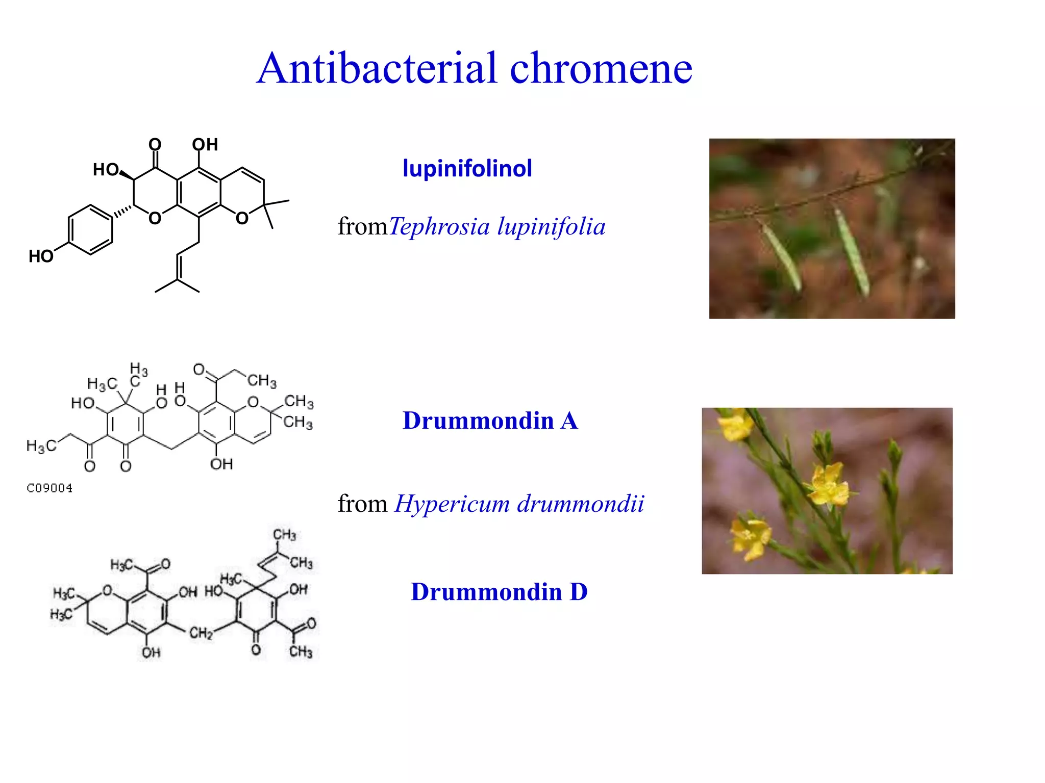 Antibacterial chromene
lupinifolinol
fromTephrosia lupinifolia
from Hypericum drummondii
Drummondin A
Drummondin D
O
OH
O
O
HO
HO
 