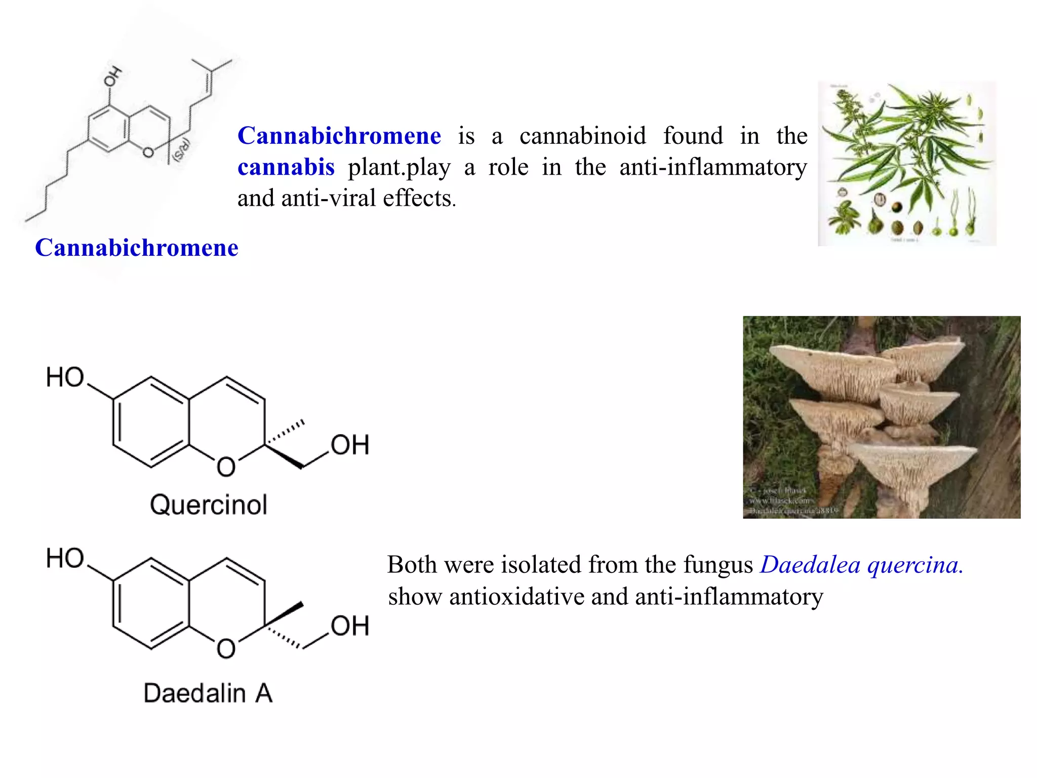Cannabichromene
Cannabichromene is a cannabinoid found in the
cannabis plant.play a role in the anti-inflammatory
and anti-viral effects.
Both were isolated from the fungus Daedalea quercina.
show antioxidative and anti-inflammatory
 