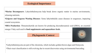 Labyrinthulids Chromista, fungal classification in pathology.pptx