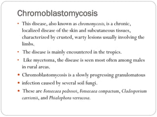 Chromoblastomycosis
• This disease, also known as chromomycosis,is a chronic,
localized disease of the skin and subcutaneous tissues,
characterized by crusted, warty lesions usually involving the
limbs.
• The disease is mainly encountered in the tropics.
• Like mycetoma, the disease is seen most often among males
in rural areas.
 Chromoblastomycosis is a slowly progressing granulomatous
 infection caused by several soil fungi.
 These are Fonsecaea pedrosoi, Fonsecaea compactum, Cladosporium
carrionii, and Phialophora verrucosa.
 