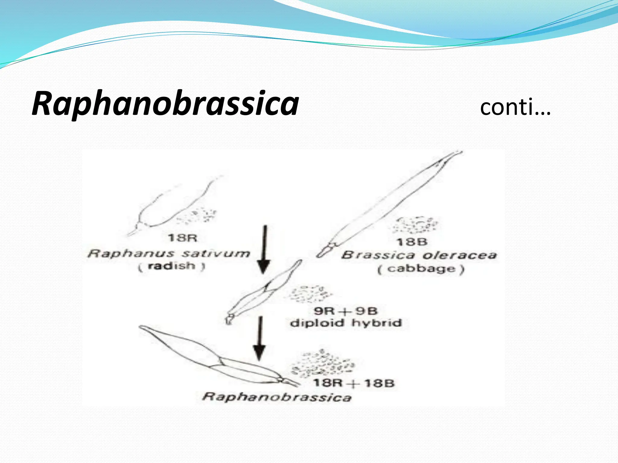 Raphanobrassica conti…
 