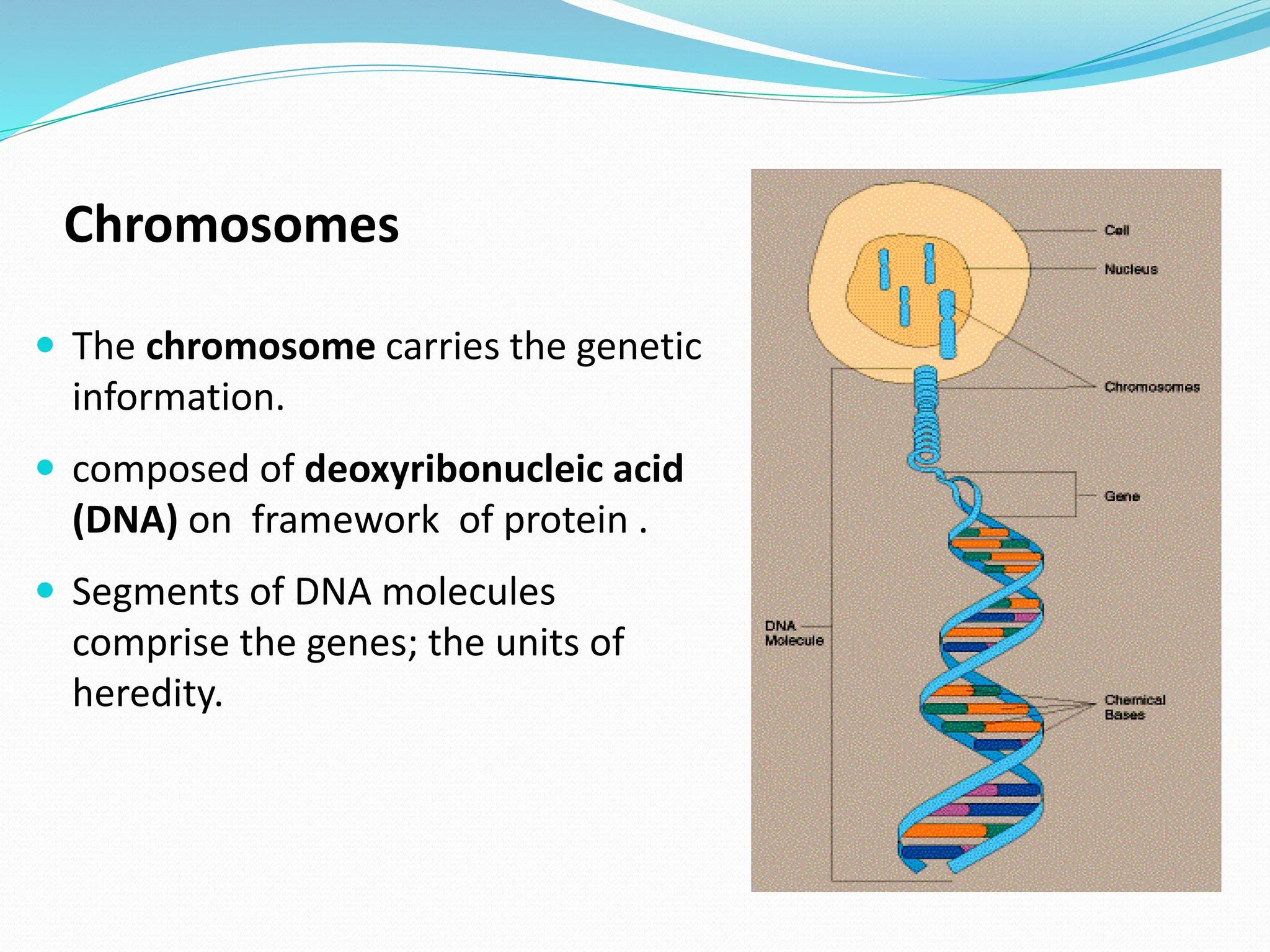 Chromosomes
 The chromosome carries the genetic
information.
 composed of deoxyribonucleic acid
(DNA) on framework of protein .
 Segments of DNA molecules
comprise the genes; the units of
heredity.
 