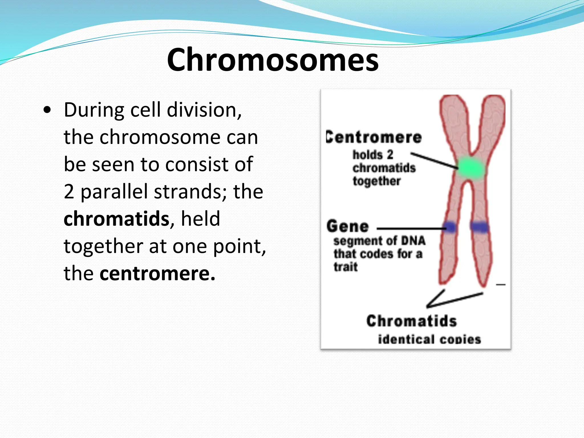 • During cell division,
the chromosome can
be seen to consist of
2 parallel strands; the
chromatids, held
together at one point,
the centromere.
Chromosomes
 