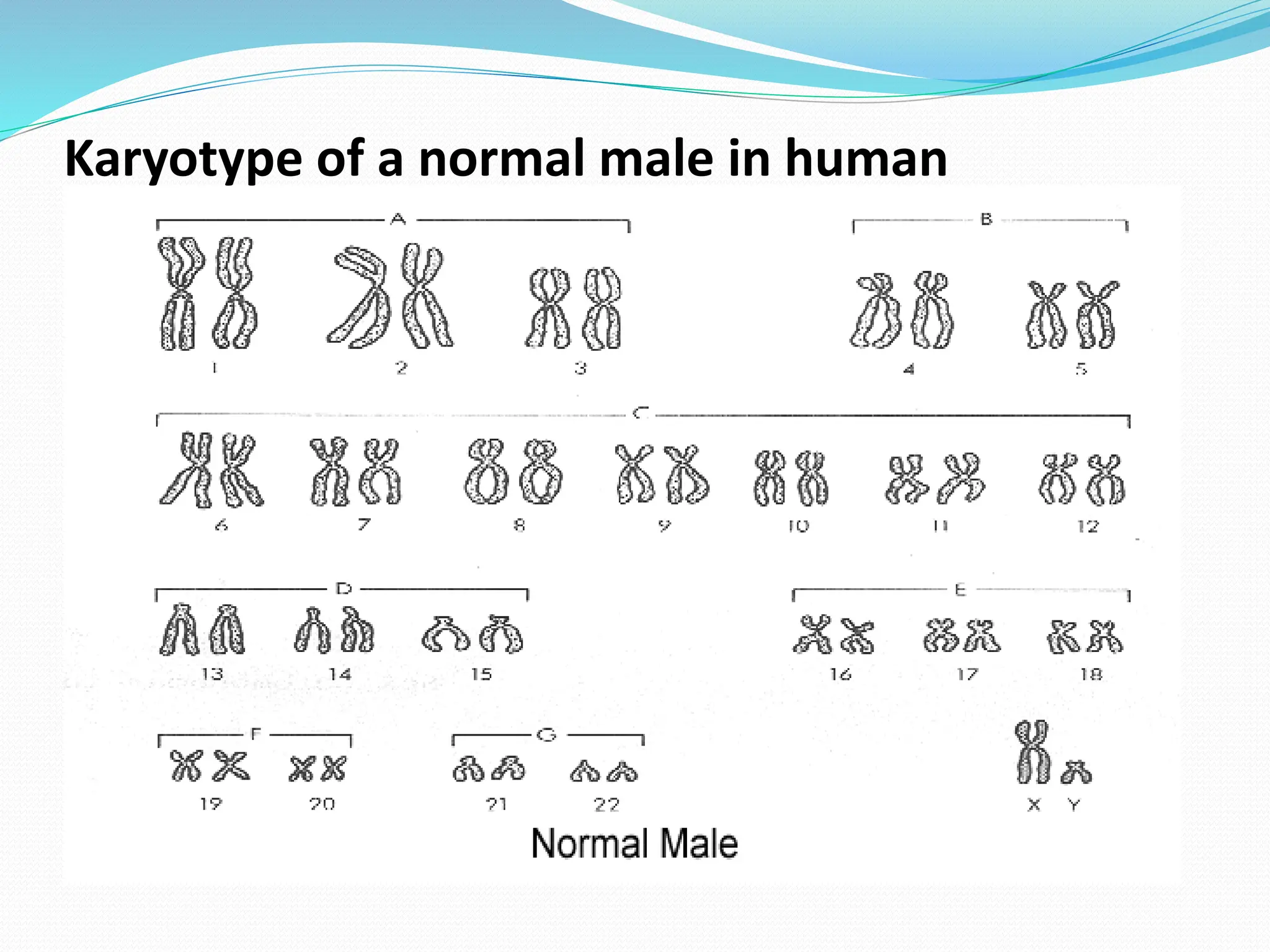 Karyotype of a normal male in human
 