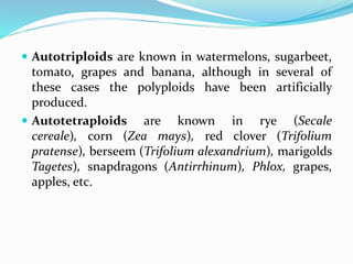  Autotriploids are known in watermelons, sugarbeet,
tomato, grapes and banana, although in several of
these cases the polyploids have been artificially
produced.
 Autotetraploids are known in rye (Secale
cereale), corn (Zea mays), red clover (Trifolium
pratense), berseem (Trifolium alexandrium), marigolds
Tagetes), snapdragons (Antirrhinum), Phlox, grapes,
apples, etc.
 
