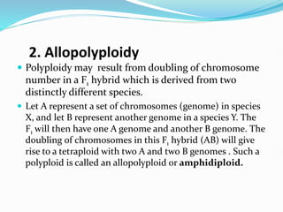 2. Allopolyploidy
 Polyploidy may result from doubling of chromosome
number in a F1 hybrid which is derived from two
distinctly different species.
 Let A represent a set of chromosomes (genome) in species
X, and let B represent another genome in a species Y. The
F1 will then have one A genome and another B genome. The
doubling of chromosomes in this F1 hybrid (AB) will give
rise to a tetraploid with two A and two B genomes . Such a
polyploid is called an allopolyploid or amphidiploid.
 