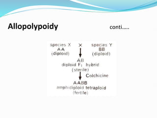 Allopolypoidy conti…..
 