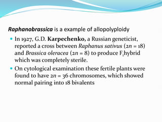 Raphanobrassica is a example of allopolyploidy
 In 1927, G.D. Karpechenko, a Russian geneticist,
reported a cross between Raphanus sativus (2n = 18)
and Brassica oleracea (2n = 8) to produce F1hybrid
which was completely sterile.
 On cytological examination these fertile plants were
found to have 2n = 36 chromosomes, which showed
normal pairing into 18 bivalents
 