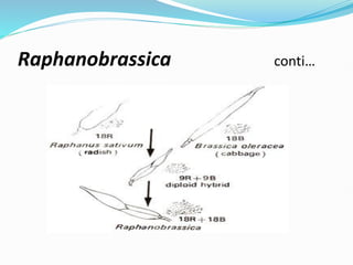 Raphanobrassica conti…
 