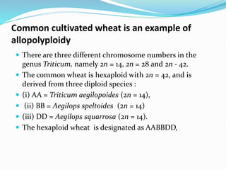 Common cultivated wheat is an example of
allopolyploidy
 There are three different chromosome numbers in the
genus Triticum, namely 2n = 14, 2n = 28 and 2n - 42.
 The common wheat is hexaploid with 2n = 42, and is
derived from three diploid species :
 (i) AA = Triticum aegilopoides (2n = 14),
 (ii) BB = Aegilops speltoides (2n = 14)
 (iii) DD = Aegilops squarrosa (2n = 14).
 The hexaploid wheat is designated as AABBDD,
 