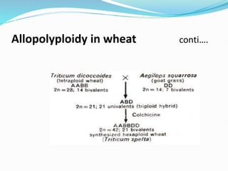 Allopolyploidy in wheat conti….
 