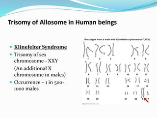 Trisomy of Allosome in Human beings
 Klinefelter Syndrome
 Trisomy of sex
chromosome - XXY
(An additional X
chromosome in males)
 Occurrence – 1 in 500-
1000 males
 