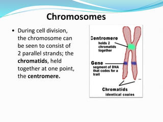 • During cell division,
the chromosome can
be seen to consist of
2 parallel strands; the
chromatids, held
together at one point,
the centromere.
Chromosomes
 