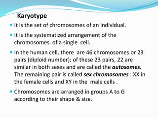 Karyotype
 It is the set of chromosomes of an individual.
 It is the systematized arrangement of the
chromosomes of a single cell.
 In the human cell, there are 46 chromosomes or 23
pairs (diploid number); of these 23 pairs, 22 are
similar in both sexes and are called the autosomes.
The remaining pair is called sex chromosomes : XX in
the female cells and XY in the male cells .
 Chromosomes are arranged in groups A to G
according to their shape & size.
 