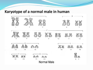 Karyotype of a normal male in human
 