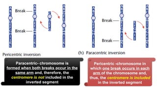 Parcentric Microscope Chromosomal-Abnormalitiesssss,abnormal.pptx
