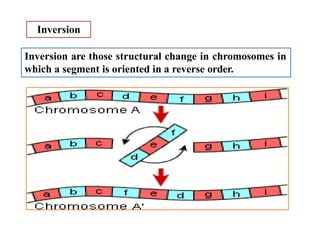 Chromosomal abberations.pptx