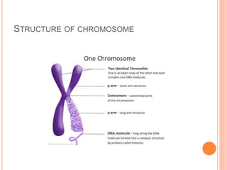 STRUCTURE OF CHROMOSOME
 
