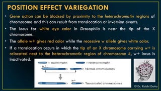 Introduction to Chromosomal Aberration | PDF