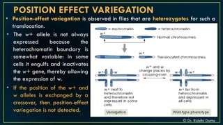 Introduction to Chromosomal Aberration | PDF