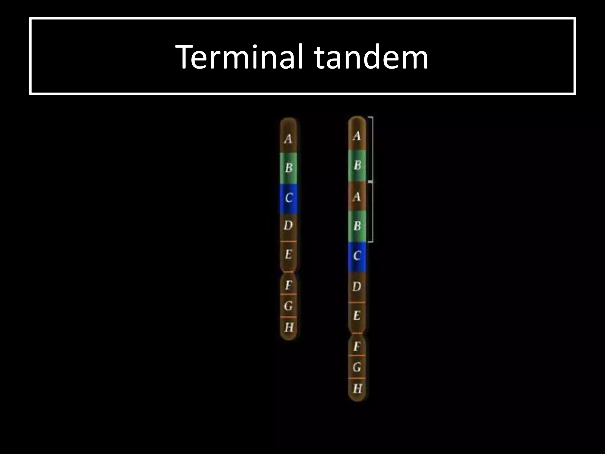 Terminal tandem
 