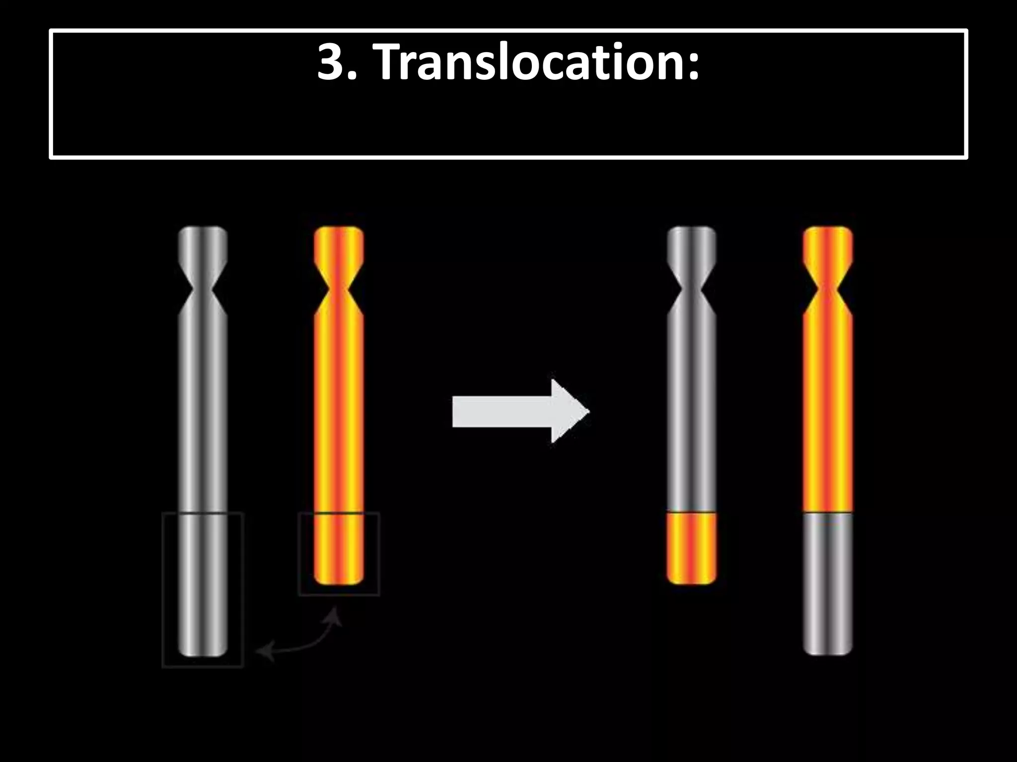 3. Translocation:
 