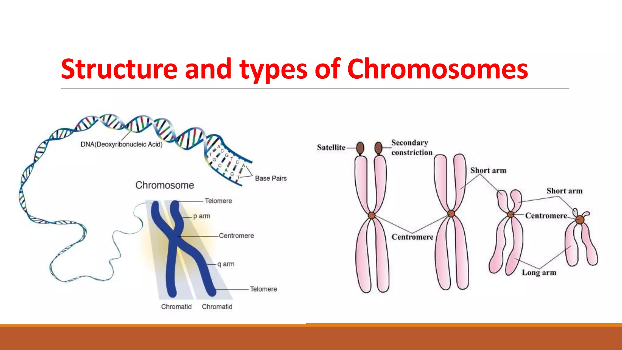 Structure and types of Chromosomes
 
