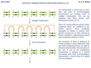 MULTIPLE TRANSLOCATION IN RHEO DISCOLOR (2n=12)
April 8, 2021 Dr. A. S. Wabale
A B C D E F G H I J K L
A ‘ B’ C ‘ D’ E ‘ F’ G‘ H’ I ‘ J’ K ‘ L’
A B C D E F G H I J K L
A ‘ B’ C ‘ D’ E ‘ F’ G‘ H’ I ‘ J’ K ‘ L’
Multiple Translocation
New Combinations
A L C B E D G F I H K J
A ‘ B’ C ‘ D’ E ‘ F’ G‘ H’ I ‘ J’ K ‘ L’
The translocation in which two or more
than two pairs of non-homologous
chromosomes are involved refers to
multiple translocation. This can be
explained with Rheo discolor with
chromosome number 2n=12.
There are several different genetic factor
complexes which are combined in the
various species. These complexes
segregates as wholes in meiosis, each
gamete carrying one or other referred as
Renner complexes, a phenomenon named
after its discoverer Renner, in 1914.
The meiocytes of Rheo at diakinesis of
meiotic prophase-I show multivalent rings
and chains comprising of four, six, eight or
all twelve chromosomes. This is because, if
the arm of one of the translocated
chromosome is involved in a second
interchange with third non-homologous
chromosome, a ring of chain of 6 would
form at metaphase
 