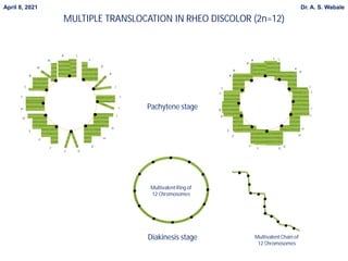 A L
L’
K’
K
J
J ’
I ’
I
H
H ‘
G ’
G
F
F ‘
E ‘
E
D
D ’
C ’
C
B
B ‘
A ‘
Pachytene stage
MULTIPLE TRANSLOCATION IN RHEO DISCOLOR (2n=12)
April 8, 2021 Dr. A. S. Wabale
MultivalentRing of
12 Chromosomes
Diakinesis stage
A
L L’
K’
K
J
J ’
I ’
I
H
H ‘
G ’
G
F
F ‘
E ‘
E
D
D ’
C ’
C
B
B ‘
A ‘
MultivalentChain of
12 Chromosomes
 