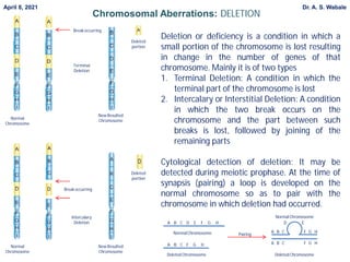 Chromosomal Aberrations: DELETION
Deletion or deficiency is a condition in which a
small portion of the chromosome is lost resulting
in change in the number of genes of that
chromosome. Mainly it is of two types
1. Terminal Deletion: A condition in which the
terminal part of the chromosome is lost
2. Intercalary or Interstitial Deletion: A condition
in which the two break occurs on the
chromosome and the part between such
breaks is lost, followed by joining of the
remaining parts
Cytological detection of deletion: It may be
detected during meiotic prophase. At the time of
synapsis (pairing) a loop is developed on the
normal chromosome so as to pair with the
chromosome in which deletion had occurred.
Deleted
portion
New Resulted
Chromosome
Break occurring
Normal
Chromosome
Terminal
Deletion
Normal
Chromosome
New Resulted
Chromosome
Deleted
portion
Break occurring
Intercalary
Deletion A B C D E F G H
A B C F G H
Normal Chromosome
Deleted Chromosome
Pairing
Deleted Chromosome
A B C F G H
D E
Normal Chromosome
A B C F G H
April 8, 2021 Dr. A. S. Wabale
 