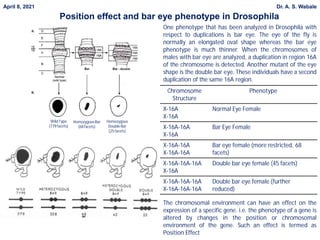 Chromosome
Structure
Phenotype
X-16A
X-16A
Normal Eye Female
X-16A-16A
X-16A
Bar Eye Female
X-16A-16A
X-16A-16A
Bar eye female (more restricted, 68
facets)
X-16A-16A-16A
X-16A
Double bar eye female (45 facets)
X-16A-16A-16A
X-16A-16A-16A
Double bar eye female (further
reduced)
One phenotype that has been analyzed in Drosophila with
respect to duplications is bar eye. The eye of the fly is
normally an elongated oval shape whereas the bar eye
phenotype is much thinner. When the chromosomes of
males with bar eye are analyzed, a duplication in region 16A
of the chromosome is detected. Another mutant of the eye
shape is the double bar eye. These individuals have a second
duplication of the same 16A region.
The chromosomal environment can have an effect on the
expression of a specific gene. i.e. the phenotype of a gene is
altered by changes in the position or chromosomal
environment of the gene. Such an effect is termed as
Position Effect
Wild Type
(779 facets)
HomozygousBar
(68 facets)
Homozygous
Double Bar
(25 facets)
Position effect and bar eye phenotype in Drosophila
April 8, 2021 Dr. A. S. Wabale
 
