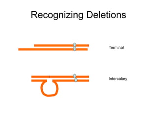 Recognizing Deletions
Intercalary
Terminal
 