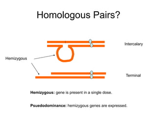 Homologous Pairs?
Intercalary
Terminal
Hemizygous
Hemizygous: gene is present in a single dose.
Psuedodominance: hemizygous genes are expressed.
 