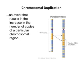 Chromosomal Duplication
...an event that
results in the
increase in the
number of copies
of a particular
chromosomal
region,
 